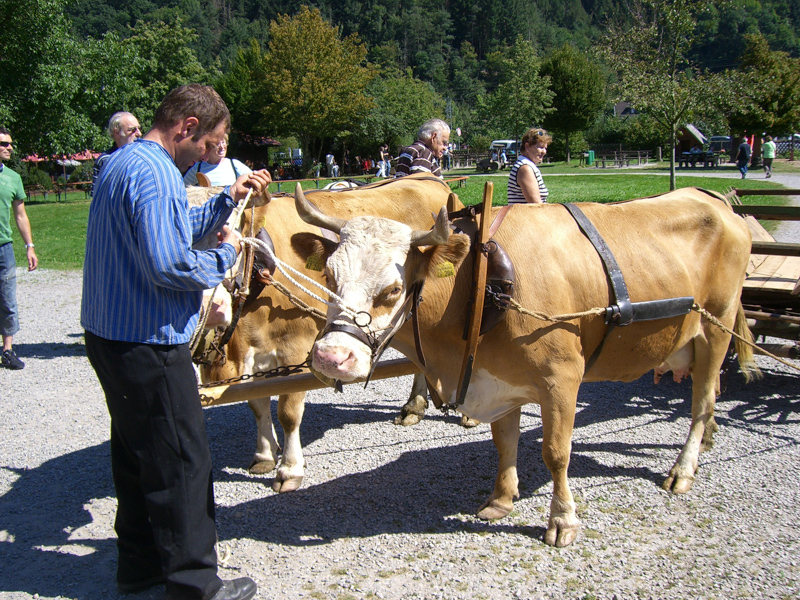 Kuhgespann vor dem Falkenhof